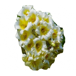 Nasiona Lilia barbados biało-żółta szt.10 N409