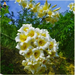 Nasiona Lilia barbados biało-żółta szt.10 Nxx409