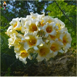 Nasiona Lilia barbados biało-żółta szt.10 Nxx409