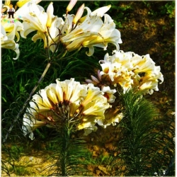 Nasiona Lilia barbados biało-żółta szt.10 Nxx409