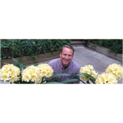 Nasiona Lilia barbados biało-żółta szt.10 Nxx409