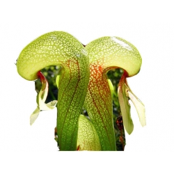 Nasiona Lilia mięsożerna Cobra szt.10 N379