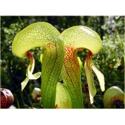 Nasiona Lilia mięsożerna Cobra szt.10 Nxx379