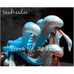 Nasiona Lilia mięsożerna Cobra szt.10 Nxx379