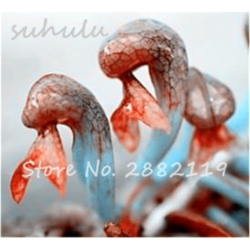 Nasiona Lilia mięsożerna Cobra szt.10 Nxx379