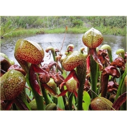 Nasiona Lilia mięsożerna Cobra szt.10 Nxx379