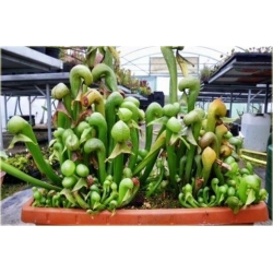 Nasiona Lilia mięsożerna Cobra szt.10 Nxx379