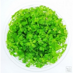 Nasiona Limnofila do akwarium szt.10 Nxx654