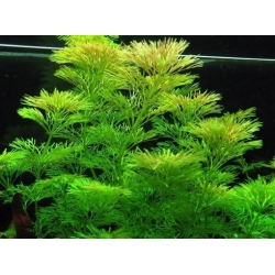 Nasiona Limnofila do akwarium szt.10 Nxx654