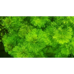 Nasiona Limnofila do akwarium szt.10 Nxx654