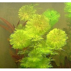 Nasiona Limnofila do akwarium szt.10 Nxx654