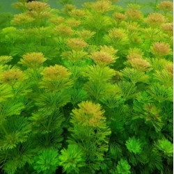 Nasiona Limnofila do akwarium szt.10 Nxx654