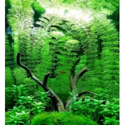 Nasiona Limnofila do akwarium szt.10 Nxx654