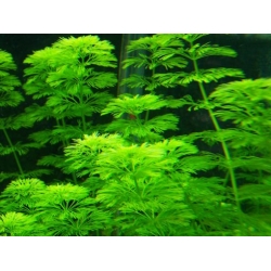 Nasiona Limnofila do akwarium szt.10 Nxx654