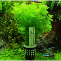 Nasiona Limnofila do akwarium szt.10 Nxx654