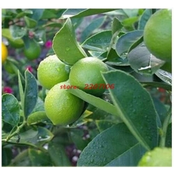 Nasiona Limonka drzewko szt.5 Nxx50