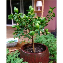 Nasiona Limonka drzewko szt.5 Nxx50