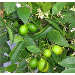 Nasiona Limonka drzewko szt.5 Nxx50