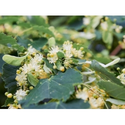 nasiona Lipa drobnolistna Tilia cordata szt5 Fore232