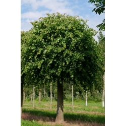 nasiona Lipa drobnolistna Tilia cordata szt5 Fore232