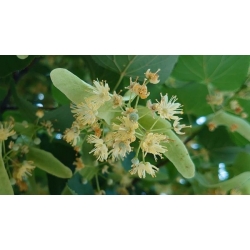 nasiona Lipa drobnolistna Tilia cordata szt5 Fore232