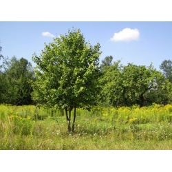 nasiona Lipa drobnolistna Tilia cordata szt5 Fore232