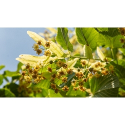 nasiona Lipa szerokolistna Tilia platyphyllos szt5 Fore233