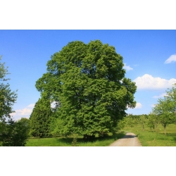 nasiona Lipa szerokolistna Tilia platyphyllos szt5 Fore233