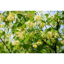 nasiona Lipa szerokolistna Tilia platyphyllos szt5 Fore233