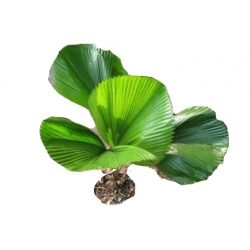 Nasiona Liwistona chińska szt.5 N113