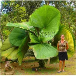 Nasiona Liwistona chińska szt.5 Nxx113