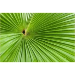 Nasiona Liwistona chińska szt.5 Nxx113