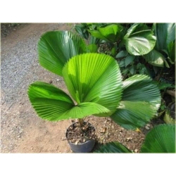 Nasiona Liwistona chińska szt.5 Nxx113