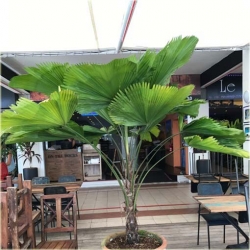 Nasiona Liwistona chińska szt.5 Nxx113