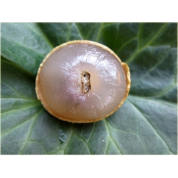 Nasiona Longan jadalny Smocze oko szt.2 Nxx531