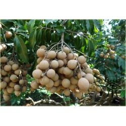Nasiona Longan jadalny Smocze oko szt.2 Nxx531