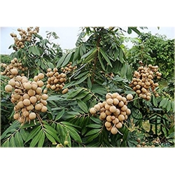 Nasiona Longan jadalny Smocze oko szt.2 Nxx531