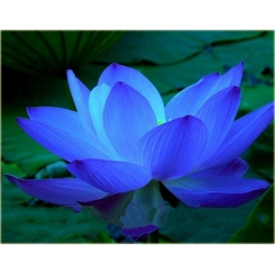 Nasiona Lotos niebieski water lily seeds