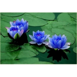 Nasiona Lotos niebieski water lily seeds