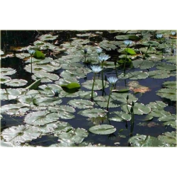 Nasiona Lotos niebieski water lily seeds