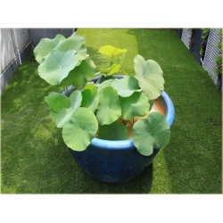 Nasiona Lotos niebieski water lily seeds