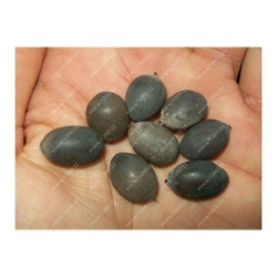 Nasiona Lotos niebieski water lily seeds