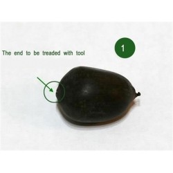 Nasiona Lotos niebieski water lily seeds