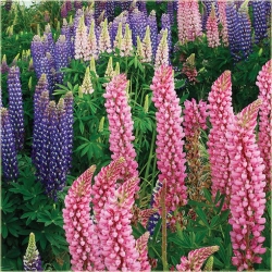 Nasiona Łubin trwały różne kolory szt.5 Nxx501