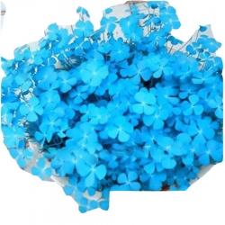 Nasiona Lucky Grass jasnoniebieska szt.10 N410