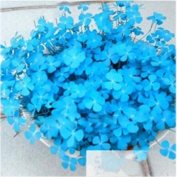 Nasiona Lucky Grass jasnonieb szt.10 Nxx410