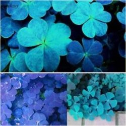 Nasiona Lucky Grass jasnonieb szt.10 Nxx410