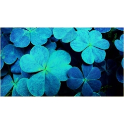 Nasiona Lucky Grass jasnonieb szt.10 Nxx410