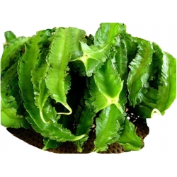 Nasiona Łust głąbigroszek szkarłatny fasola Goa jadalna fasola smaczna szt.5 N572