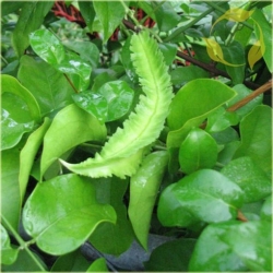 Nasiona Łust głąbigroszek szkarłatny szt.5 Nxx572